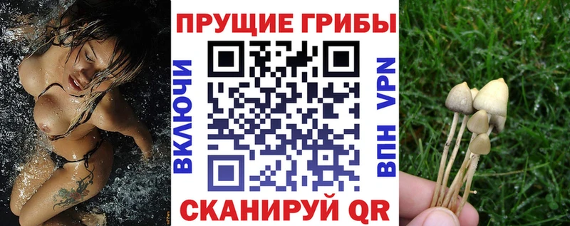 кракен ссылки Тобольск Галлюциногенные грибы Cubensis закладки